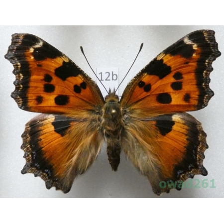 Nymphalis xanthomelas (Esper, 1781) Czech12b